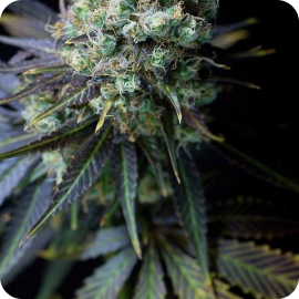 Dinamed CBD from Dinafem Seeds