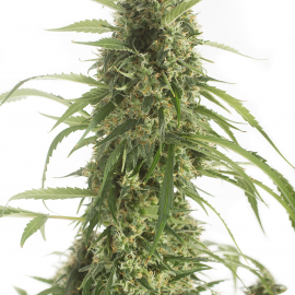 White Widow XXL Autoflowering by Dinafem Seeds