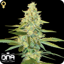 Cannapedia.cz: Konopná odrůda Cannalope Kush od DNA Genetics / Cannalope Kush marijuana strain by DNA Genetics