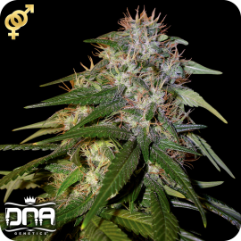 Cannapedia.cz: Sour Cream konopná odrůda od DNA Genetics / Sour cream marijuana strain by DNA Genetics