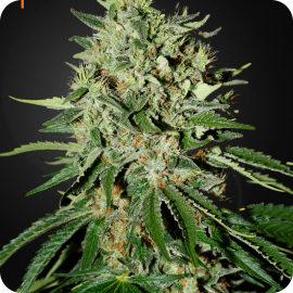 The Doctor by Green House Seeds
