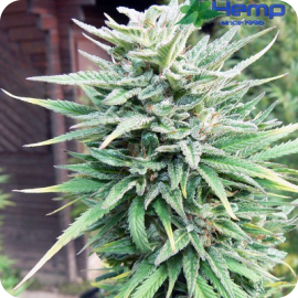 E-Rocket je konopnou odrůdou od Blue Hemp / Cannapedia.cz / E-Rocket cannabis strain by Blue Hemp