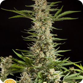 Fraggle Skunk Auto by Philosopher Seeds