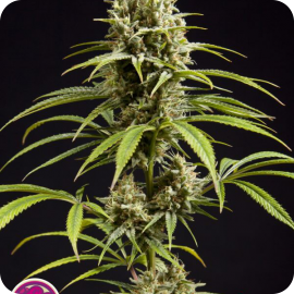 Fruity Jack / Jack El Frutero by Philosopher Seeds