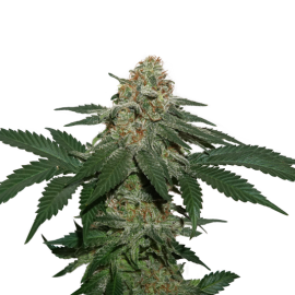 Grandaddy Confidential Kush by Seed Stockers