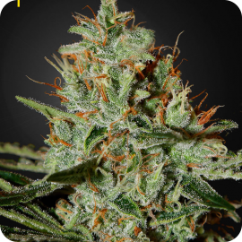 Alaskan Ice by Green House Seeds / Alaskan Ice od Green House Seeds