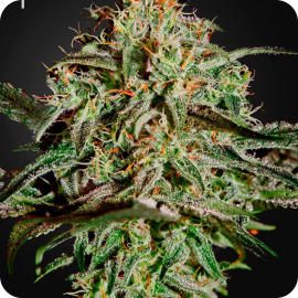 A.M.S. by Green House Seeds