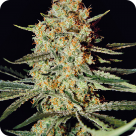 Himalaya Gold by Green House Seeds