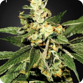 TrainWreck by Green House Seeds