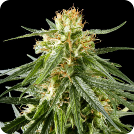 Hawaiian Snow by Green House Seeds