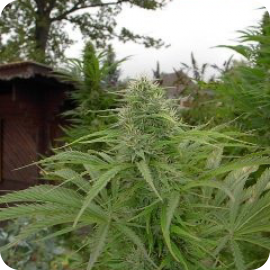 Haze je výborná marihuana vyšlechtěná v semenné bance Blue Hemp / Cannapedia / Haze by Blue Hemp marijuana seeds