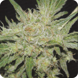 Cannapedia.cz: Odrůda Amazing Haze od Homegrown Fantaseeds