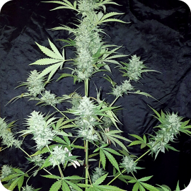 Impala 64 Haze Auto by Sumo Seeds