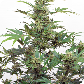 Industrial Plant Autoflowering CBD by Dinafem