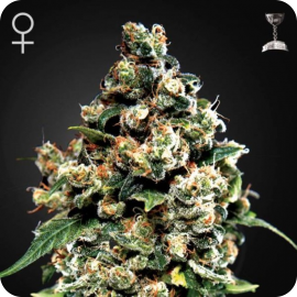 Jack Herer od Green House Seeds