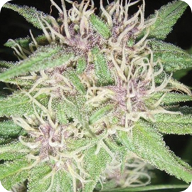 Cannapedia představuje konopnou odrůdu Jack Herer od Vision Seeds / Vision Seeds and its Jack Herer marijuana strain