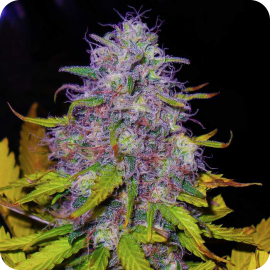 Jock Horror by Nirvana Seeds