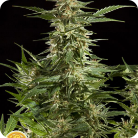 Lemon Auto CBD by Philosopher Seeds