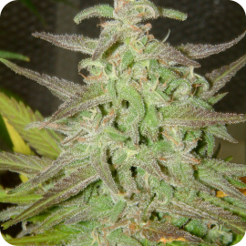 Maroc by Female Seeds