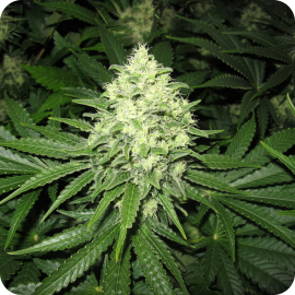 Prozack by Medical Seeds