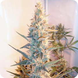 Outdoor Grapefruit® by Female Seeds