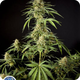 Philo Skunk / Gokunk by Philosopher Seeds