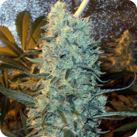 Power Plant feminized by Spliff Seeds