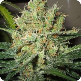 Pure Power Plant by Nirvana Seeds