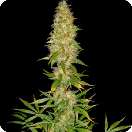 Royal Thai by Spliff Seeds