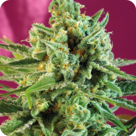 S.A.D. Sweet Afgani Delicious CBD® by Sweet Seeds