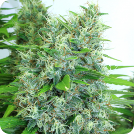 Kali Mist by Serious Seeds