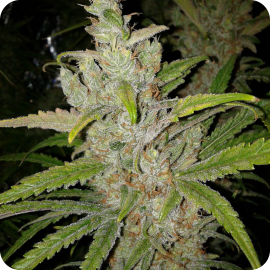 SexBud by Female Seeds