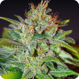 Skunk 47 by World of Seeds