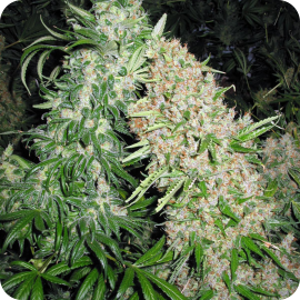 Skunk Special by Female Seeds