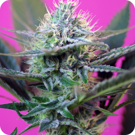 Cannapedia: Odrůda Speed Auto od seedbanky Sweet Seeds