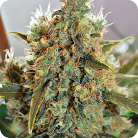 Spliff Cheese by Spliff Seeds