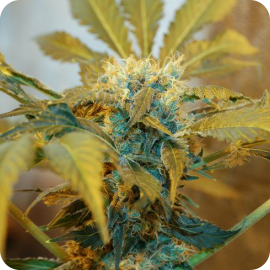 Jack F1 regular by Spliff Seeds