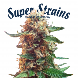 Super Strains - Enemy of the State