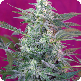 Big Foot by Sweet Seeds