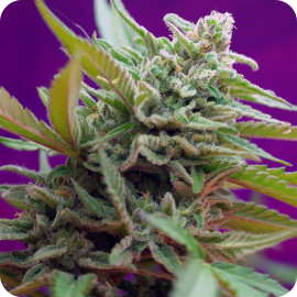 Black Jack Auto by Sweet Seeds bank / Black Jack Auto by Sweet Seeds bank