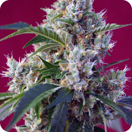 Indigo Berry Kush 1 by Sweet Seeds