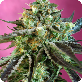 Sweet Nurse Auto 1 by Sweet Seeds