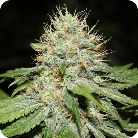 Sweet n Sour indoor by Spliff Seeds