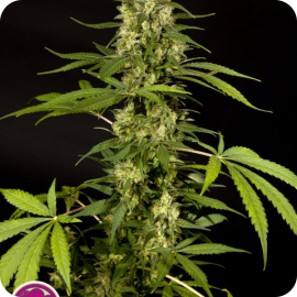 Sweet Love by Philosopher Seeds