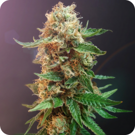 Cannapedia: Bulldog Seeds a jejich konopná odrůda Autoflower Haze potěší každého milovníka dlouhého kouře / Check Autoflower Haze by Bulldog Seeds 