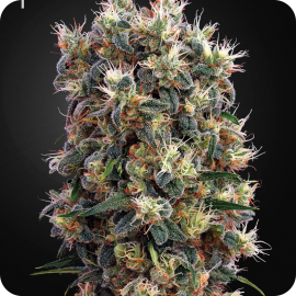 The Church by Green House Seeds