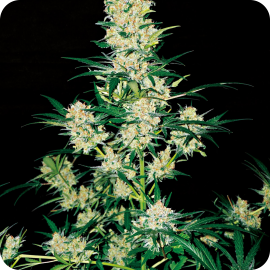 AK-49 by Vision Seeds