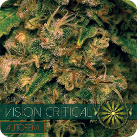 Vision Critical Auto by Vision Seeds