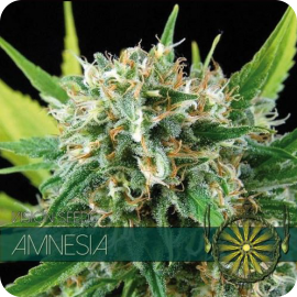 Cannapedia: Odrůda konopí Amnesia od seedbanky Vision Seeds