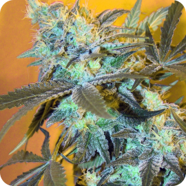 White Widow feminized by Spliff Seeds